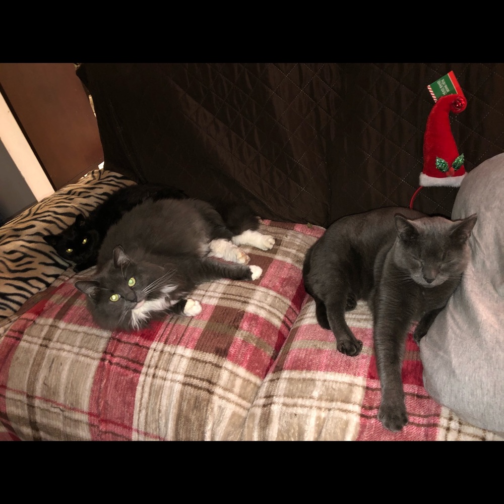 My kitties 🥰🐈🐈🐈